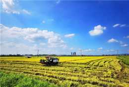廣州增城有一個萬畝稻田美景，正是豐收季，白鷺繞著收割機起舞