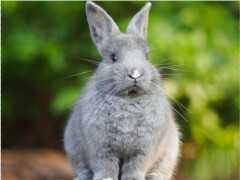 為什麼養兔子最好養兩隻？注意下面這幾點，能讓兔子感到更快樂