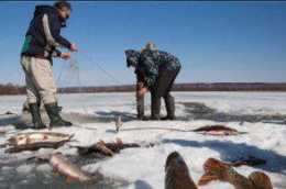 東北有種凍不死的老頭魚，又叫還陽魚，以前沒人吃現在高價也賣光