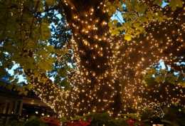 神奇的“發光樹”，不僅能發光照明，還有治病功效
