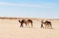 打卡撒哈拉沙漠腹地--金羚羊度假酒店
