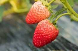 常吃的草莓，關於它的這些原來都是誤解！