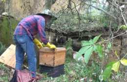 廣西農村小夥向蜂農學習養蜂技術，誘蜂成功邁出養蜜蜂第一步