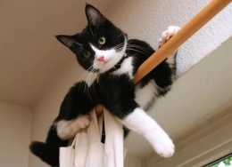 養貓這麼久，那你知道為何貓貓總喜歡爬高處嗎？