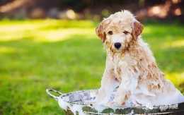 冬季給狗狗洗澡禁忌多，這“6大禁忌”絕不能犯！