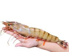 海底撈的黑虎蝦多少錢一隻？今天為大家介紹黑虎蝦——“蝦中之王”