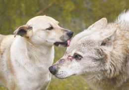 揭秘：狗跟狼的區別，不僅僅是性格問題！