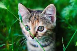 最難養的五種貓，養過的人都表示：我太難了！