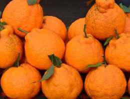 這種橘子顏值極低，但食用價值高，在冬季時比砂糖橘還受歡迎
