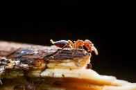 紅火蟻入侵12省份 專家:遇到快跑！具體是怎麼回事？