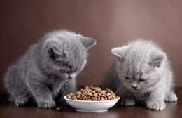 天然貓糧，絕非優質貓糧的代名詞