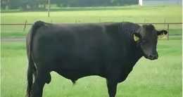 全球著名的牛種，你瞭解哪些呢？