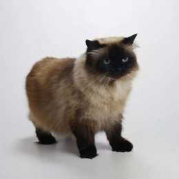 世界上體型最小的四種貓，萌到心都化了！
