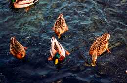 為什麼小鴨子能浮在水面游泳，而雞卻不能呢？今天總算明白了