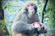 1200只猴子佔山為王：調戲女遊客，攔路搶食物，你說咋辦？