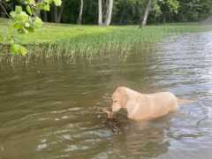 湖中有隻小鹿溺水，狗狗不顧危險下水搭救，再累也要先推小鹿上岸
