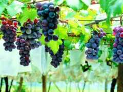 葡萄蟲害防治技術，農民掌握病害防治，收穫高產優質葡萄
