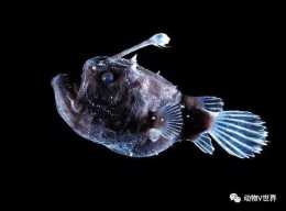 在馬裡亞納海溝發現的8個奇異生物，這幾種魚類你絕對沒有見過
