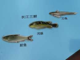 天價的珍饈美味——長江刀魚