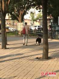 北京望京文化體育公園內不再“人跑狗追” 遊園環境得到改善