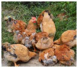 土雞養殖：土雞發生啄癖問題該如何解決？早點學會，輕鬆搞定！