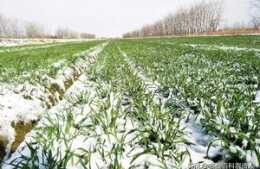 小麥越冬管理是直接影響到小麥的產量