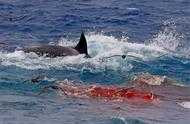 多少頭虎鯨能殺死16米藍鯨？一場幾小時的海灣激戰，結局不出所料