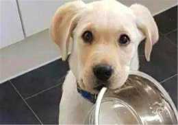 狗狗為什麼不能餵飽？