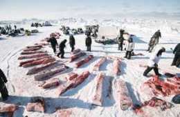他跟著北極土著吃了15年生肉 為記錄千年部落文化