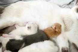 貓趣｜懷孕的貓咪險些被安樂，被救後生了窩小貓，順手還收養了一隻橘貓