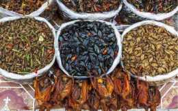 在雲南，昆蟲也是一種美味，來一桌昆蟲宴怎麼樣？