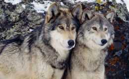 狗的祖先是東亞狼，為什麼不到兩萬年，分化成400多個品種？