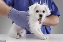 狗狗的胰腺炎到底是怎麼回事？
