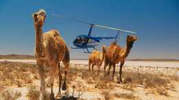 駱駝做錯了啥？澳大利亞5天捕殺10000只駱駝，甚至動用直升機射殺