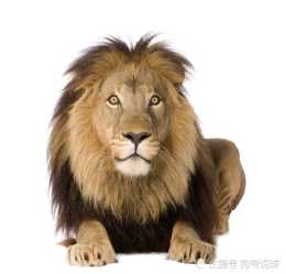 古代大戶人家門口為什麼要放石獅子而不是石老虎？