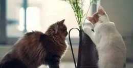 貓護｜貓咪和綠植就像是魚和熊掌，如何才能兼得呢？