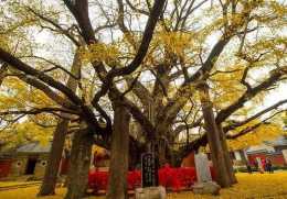 中國十大著名的古樹