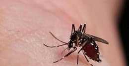 心理學：四隻蚊子，哪隻是剛吸完血的？測你的頭腦有多靈活？