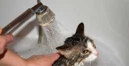如何正確的給你的貓咪洗澡，一些實用建議