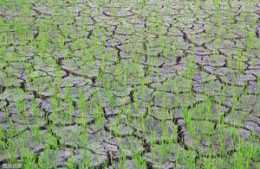 今天6月1號，2020下半年是旱還是澇？專家給出預測！農民早做準備