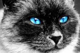 貓咪知識科普：你知道貓的眼睛有幾種顏色嗎？