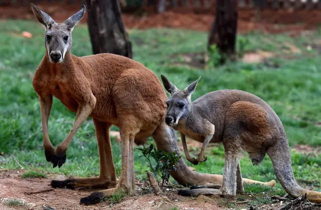 澳大利亞5000萬隻袋鼠氾濫，當地人呼籲吃肉，但還是消滅不了