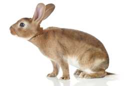 養兔經驗分享：兔子吃的益生菌哪種好