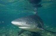 神秘的海洋殺手牛鯊，存在於淡水區的吃人鯊魚
