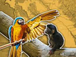 猴子和鸚鵡捲入了加州淘金熱 by Laura Cleaver