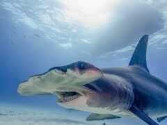 來自深海的“平頭哥”：體型僅50釐米，把大白鯊和虎鯨當食物
