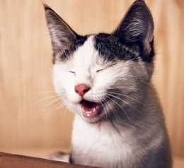 貓咪張嘴但叫不出聲，或者發出的聲音很小是什麼原因？