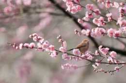 春遊江淮請您來 | 風情淮河阜陽市春季必遊榜-油菜花、桃花、櫻花和櫻桃花