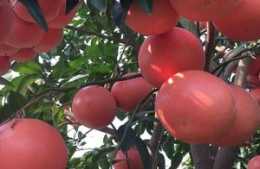 新品種紅寶石葡萄柚與甜葡萄柚助力農民朋友脫貧致富